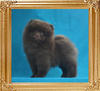 Yingyang_Mr._Chips_2.2lbs__2mo_1wk_47087.jpg
