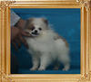 Yingyang_Orion_Flirt_2.64lbs_4mo_P6-6_1461.jpg