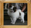 Yingyang_Orion_Star_4.4lbs_5mo_P6-4_3396.jpg