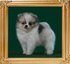 Yingyang_Panda_Patchwork_2mo_1lbs.jpg