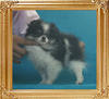 Yingyang_Party_Queen_1.65lbs_3mo_P6-6_7221.jpg