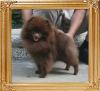 Yingyang_Remember_The_Dream_11mo_374lbs_0945.jpg