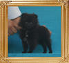 Yingyang_Sonata_Darkness_1.8lbs_2mo_3wk_3725.jpg