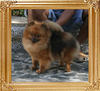 Yingyang_Splendour_Canton_1yr_5mo_5053.jpg
