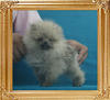 Yingyang_Unbreakable_Flirt_1.54lbs_3mo_P6-6.jpg