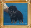 Yingyang_Uncommon_Zeal_2mo_1wk_1.98lbs_P6-5.jpg
