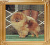 Zanara_Glen_Iris_Braveheart_Ch_3695.jpg