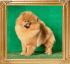 Canton_Hot_Khalesi_1_yr_4_mo_0776.jpg